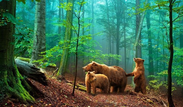 Обои на рабочий стол: лес, медведи, мишки в лесу