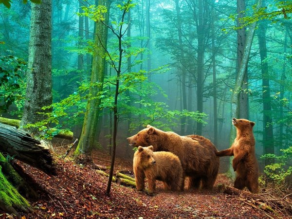 лес, медведи, мишки в лесу