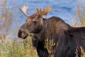 Обои на рабочий стол: animal, canada, moose, wildlife