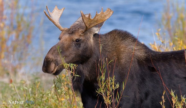 Обои на рабочий стол: animal, canada, moose, wildlife