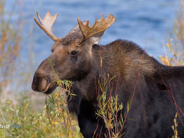 animal, canada, moose, wildlife