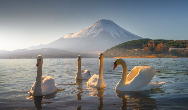 Обои на рабочий стол: japan, Mount Fuji, Swan Lake, гора, лебеди, Лебединое озеро, озеро, птицы, стратовулкан, Фудзи, фудзияма, япония