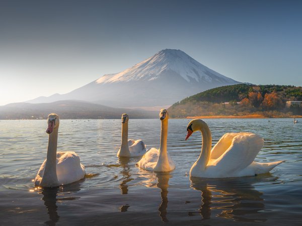 japan, Mount Fuji, Swan Lake, гора, лебеди, Лебединое озеро, озеро, птицы, стратовулкан, Фудзи, фудзияма, япония