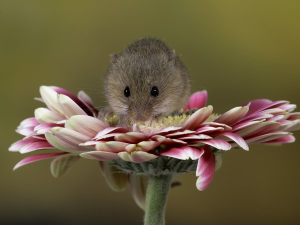 мышь, хвостик, цветы