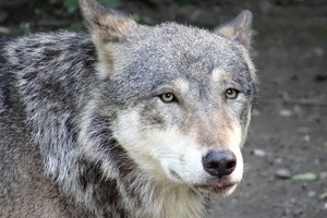 Обои на рабочий стол: animal, arctic wolf, black wolf, Canis lupus, face, nature, portrait, predator, pups, snow, white wolf, wildlife, wolf, wolves