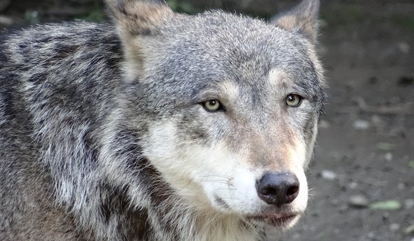 Обои на рабочий стол: animal, arctic wolf, black wolf, Canis lupus, face, nature, portrait, predator, pups, snow, white wolf, wildlife, wolf, wolves