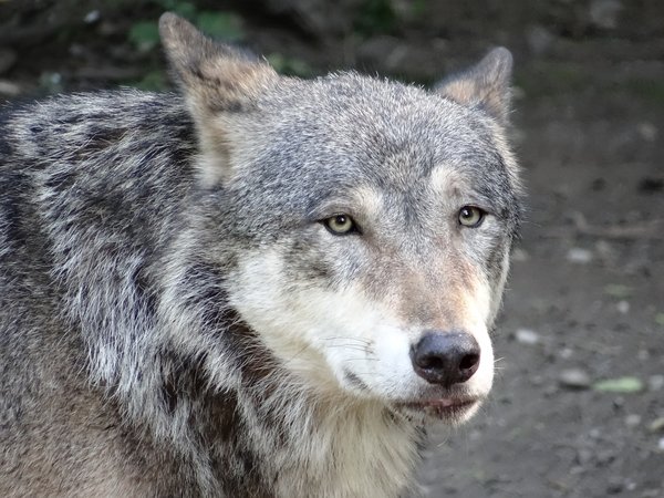 animal, arctic wolf, black wolf, Canis lupus, face, nature, portrait, predator, pups, snow, white wolf, wildlife, wolf, wolves