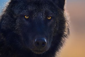 Обои на рабочий стол: animal, arctic wolf, art, black wolf, Canis lupus, face, fantasy, nature, pack, portrait, predator, pups, snow, white wolf, wildlife, wolf, wolves