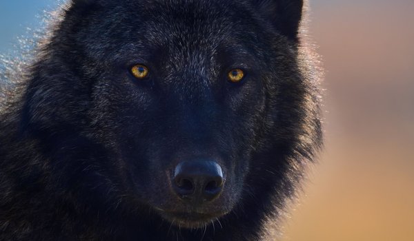 Обои на рабочий стол: animal, arctic wolf, art, black wolf, Canis lupus, face, fantasy, nature, pack, portrait, predator, pups, snow, white wolf, wildlife, wolf, wolves