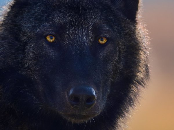 animal, arctic wolf, art, black wolf, Canis lupus, face, fantasy, nature, pack, portrait, predator, pups, snow, white wolf, wildlife, wolf, wolves