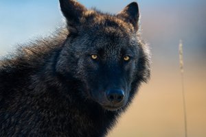 Обои на рабочий стол: animal, arctic wolf, art, black wolf, Canis lupus, face, fantasy, nature, pack, portrait, predator, pups, snow, white wolf, wildlife, wolf, wolves