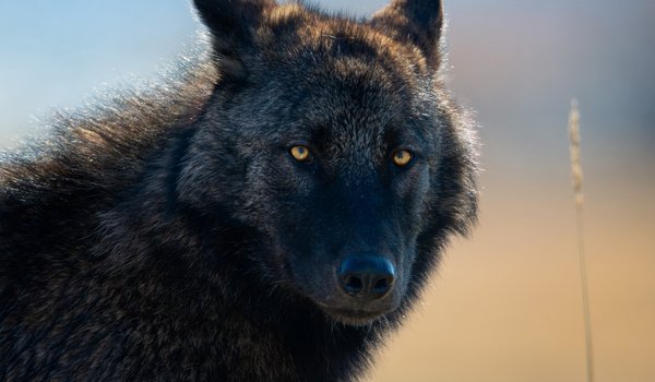 Обои на рабочий стол: animal, arctic wolf, art, black wolf, Canis lupus, face, fantasy, nature, pack, portrait, predator, pups, snow, white wolf, wildlife, wolf, wolves