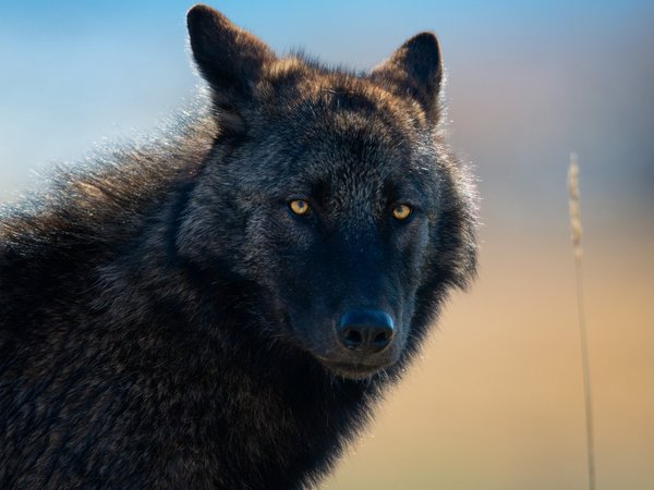 animal, arctic wolf, art, black wolf, Canis lupus, face, fantasy, nature, pack, portrait, predator, pups, snow, white wolf, wildlife, wolf, wolves