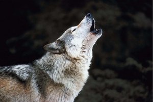 Обои на рабочий стол: animal, arctic wolf, black wolf, Canis lupus, face, nature, portrait, predator, snow, wildlife, wolf