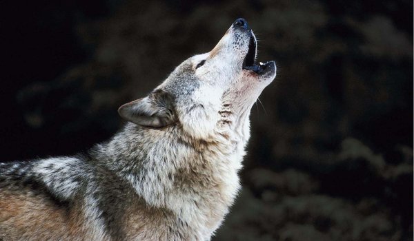 Обои на рабочий стол: animal, arctic wolf, black wolf, Canis lupus, face, nature, portrait, predator, snow, wildlife, wolf