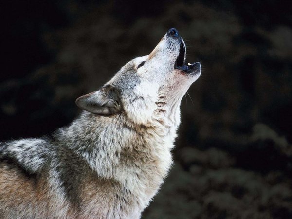 animal, arctic wolf, black wolf, Canis lupus, face, nature, portrait, predator, snow, wildlife, wolf