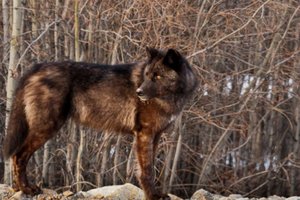 Обои на рабочий стол: animal, Canis lupus. face, nature, portrait, portrait., predator, wildlife, wolf