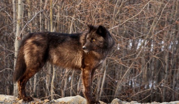 Обои на рабочий стол: animal, Canis lupus. face, nature, portrait, portrait., predator, wildlife, wolf