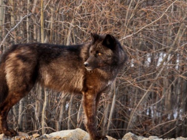 animal, Canis lupus. face, nature, portrait, portrait., predator, wildlife, wolf