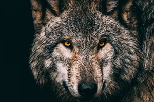 Обои на рабочий стол: animal, Canis lupus. face, nature, portrait, portrait., predator, wildlife, wolf