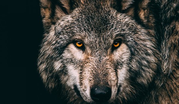 Обои на рабочий стол: animal, Canis lupus. face, nature, portrait, portrait., predator, wildlife, wolf