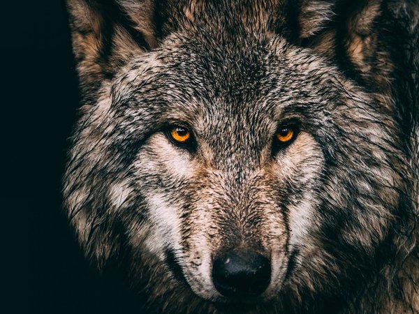animal, Canis lupus. face, nature, portrait, portrait., predator, wildlife, wolf