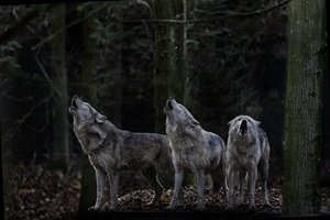 Обои на рабочий стол: animal, Canis lupus. face, nature, portrait, portrait., predator, wildlife, wolf