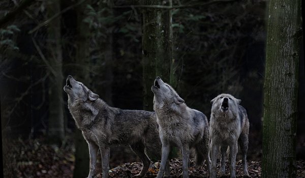 Обои на рабочий стол: animal, Canis lupus. face, nature, portrait, portrait., predator, wildlife, wolf