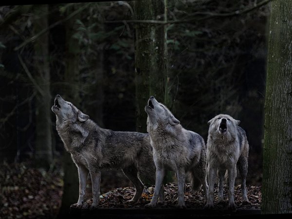 animal, Canis lupus. face, nature, portrait, portrait., predator, wildlife, wolf