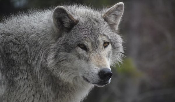 Обои на рабочий стол: animal, Canis lupus. face, nature, portrait, portrait., predator, wildlife, wolf