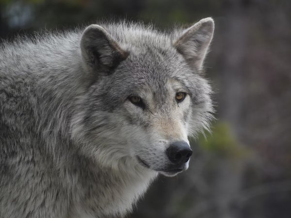 animal, Canis lupus. face, nature, portrait, portrait., predator, wildlife, wolf