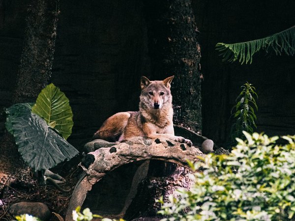 animal, Canis lupus. face, nature, portrait, portrait., predator, wildlife, wolf