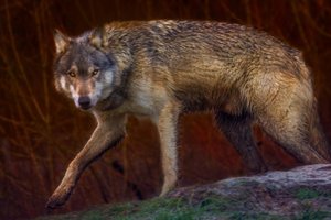 Обои на рабочий стол: animal, Canis lupus. face, nature, portrait, portrait., predator, wildlife, wolf