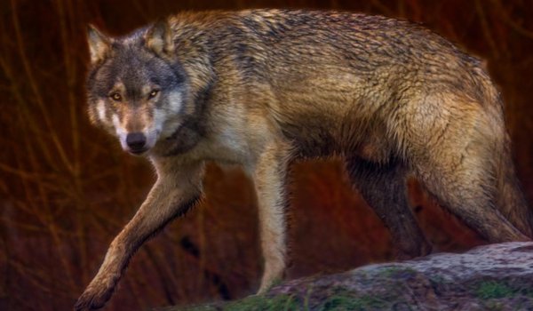Обои на рабочий стол: animal, Canis lupus. face, nature, portrait, portrait., predator, wildlife, wolf