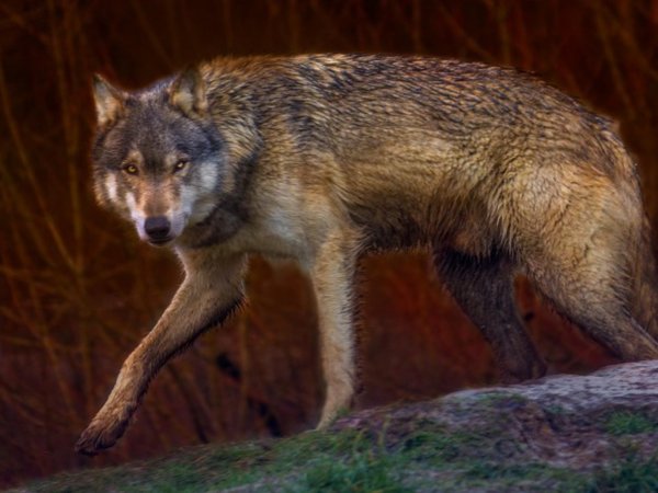 animal, Canis lupus. face, nature, portrait, portrait., predator, wildlife, wolf