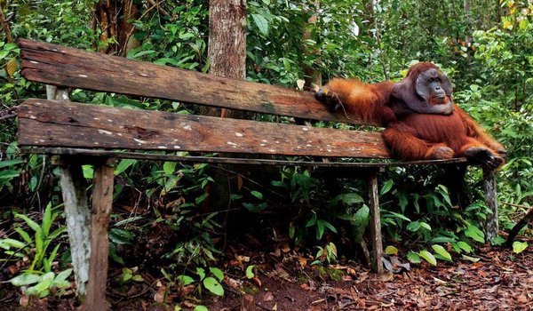 Обои на рабочий стол: animal, borneo, orang oetan, wildlife