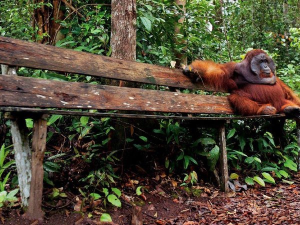 animal, borneo, orang oetan, wildlife