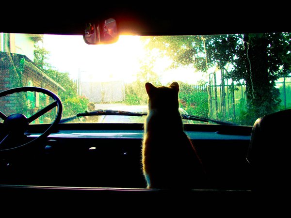 дорога, кот, руль