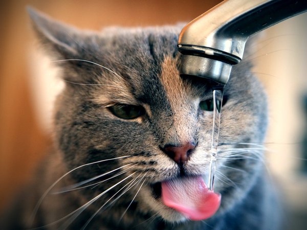 вода, кот, струя, язык