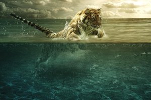 Обои на рабочий стол: море, тигр