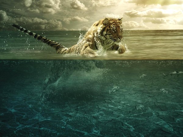 море, тигр
