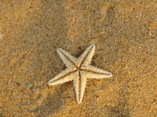 морская звезда, песок