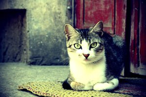 Обои на рабочий стол: взгляд, кошка, лапа
