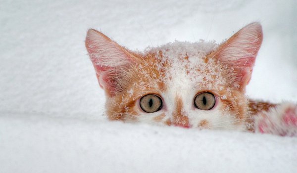 Обои на рабочий стол: взгляд, котенок, снег, уши