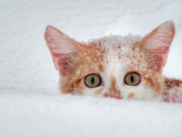 взгляд, котенок, снег, уши