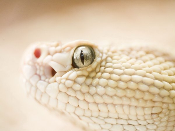 альбинос, глаз, змея, чешуя