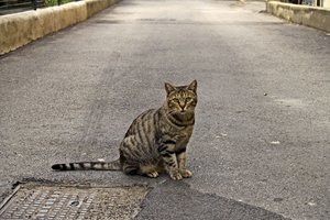 Обои на рабочий стол: асфальт, кот