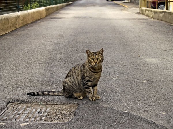 асфальт, кот