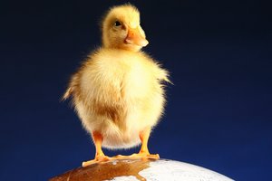 Обои на рабочий стол: глобус, УТЕНОК