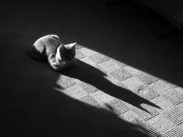 кот, тень, чёрно-белое